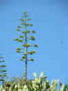Corse_36.JPG (95139 octets)