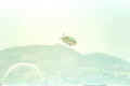 fuji_04.jpg (488222 octets)