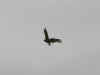 rapace_1.jpg (31962 octets)