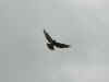 rapace_2.jpg (33555 octets)