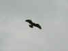 rapace_3.jpg (32580 octets)