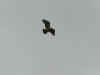 rapace_4.jpg (36966 octets)